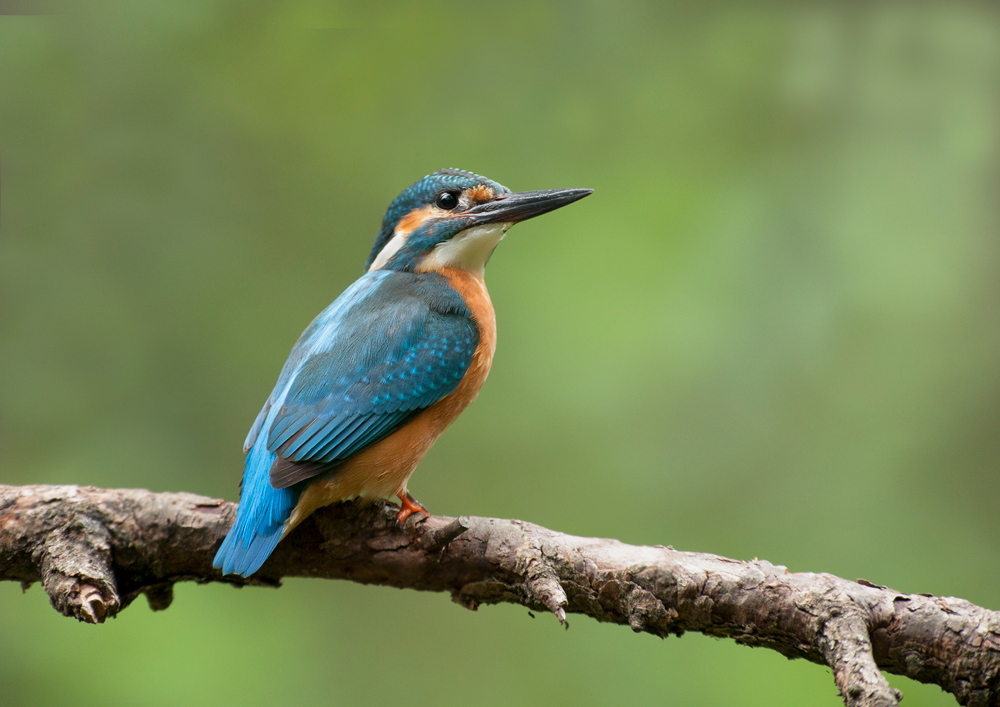 "der Juwel unter den Vögeln" der EISVOGEL